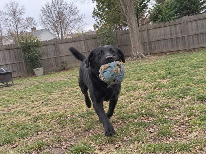 Black Labrador carrying a tied Dogtopus toy across a backyard