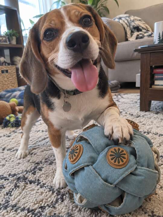 Happy Beagle indoors with one paw on a tied Dogtopus toy