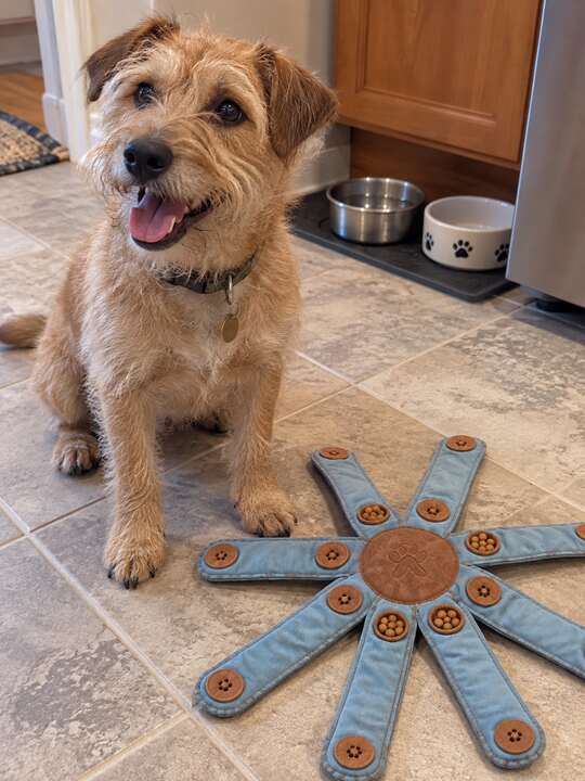 Happy terrier beside an open Dogtopus toy on a kitchen floor