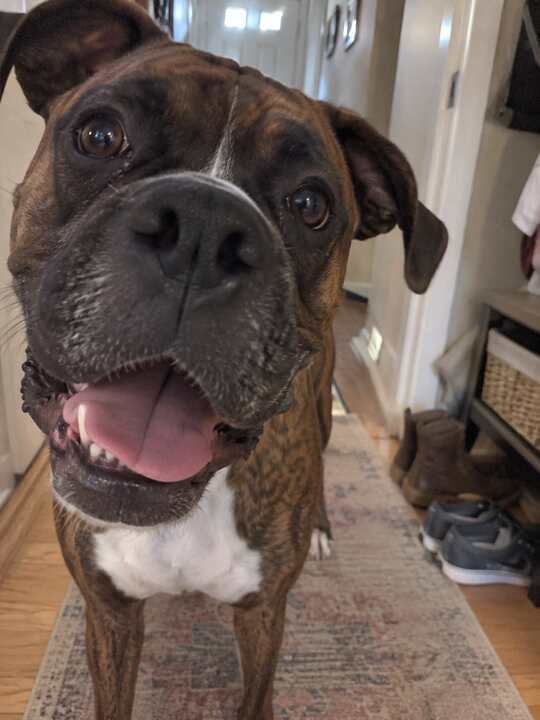 Happy brindle Boxer close to the phone camera in a hallway