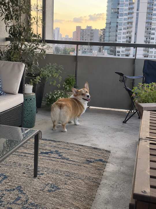 Happy Corgi looking back on an apartment balcony